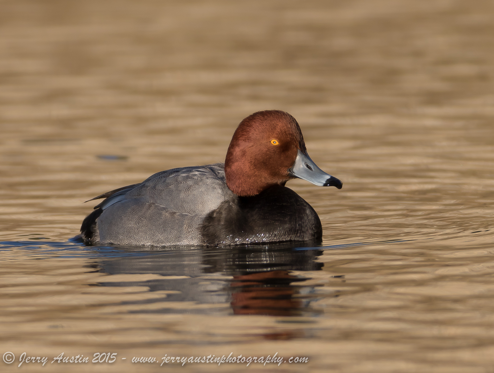 Handsome Texas Redhead 