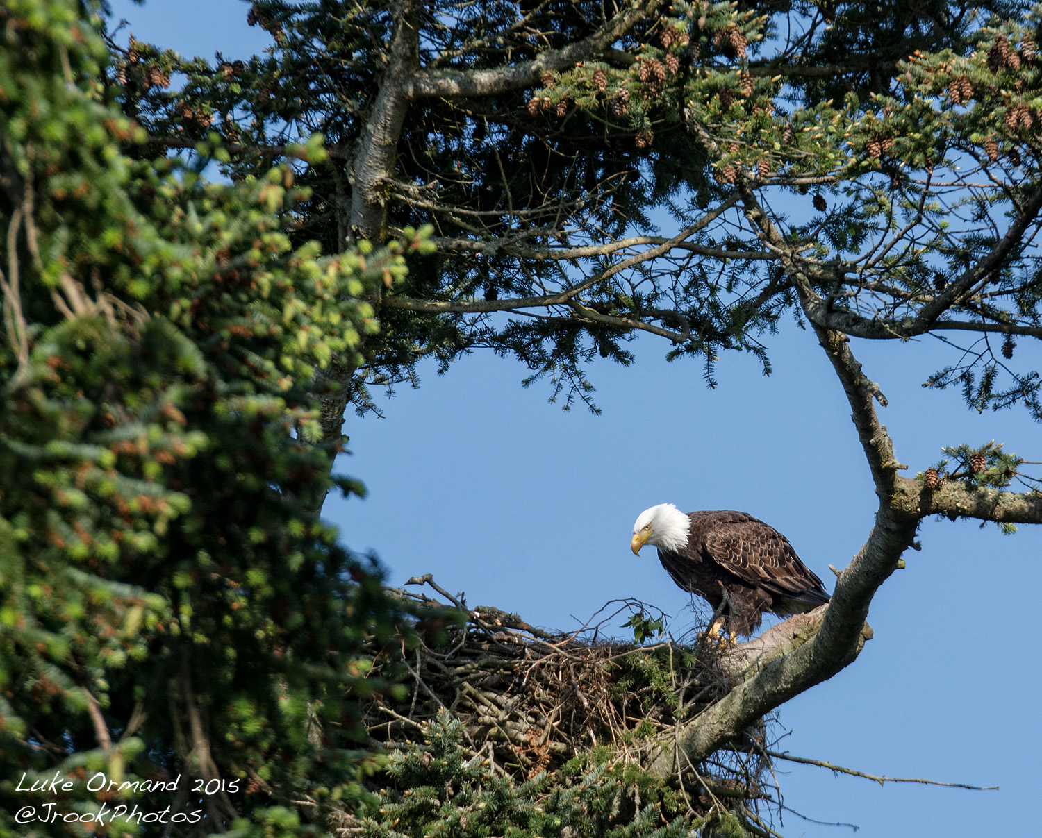 Paternal Eagle