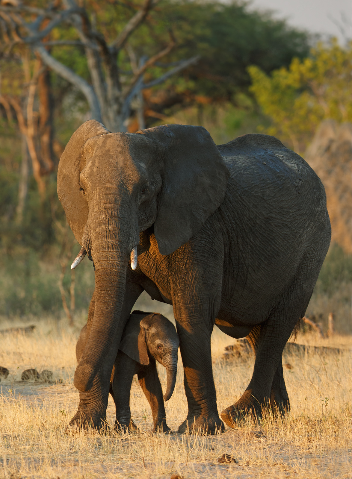 Welcome To Hwange