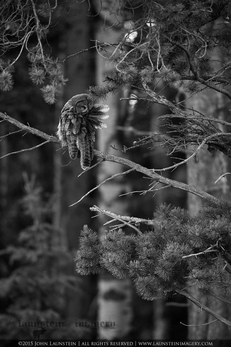 Evening in the Forest