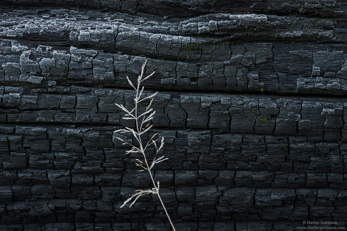 Charred and Frosted