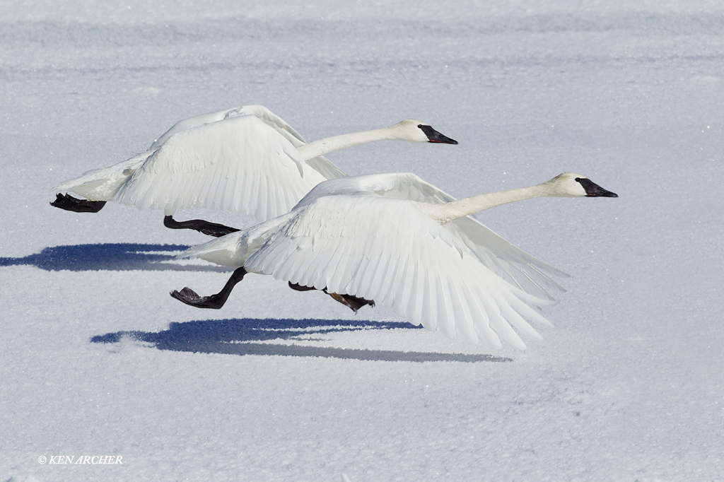 Trumpeter Swans