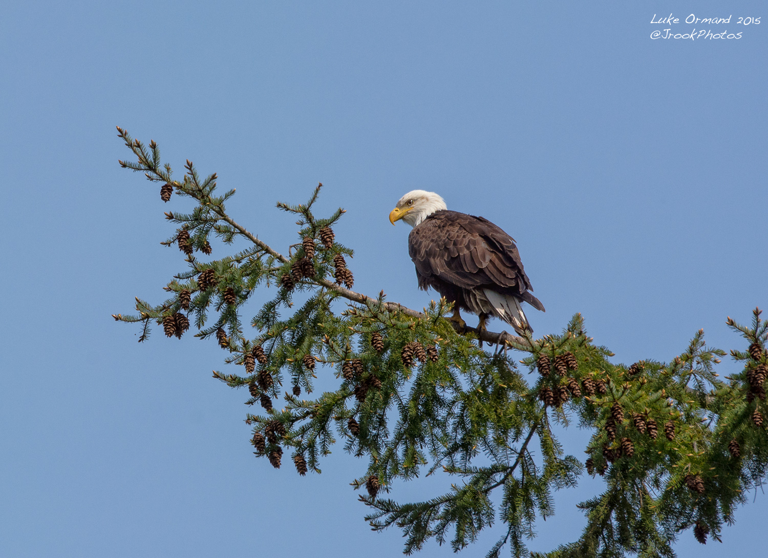 Eagle Eye