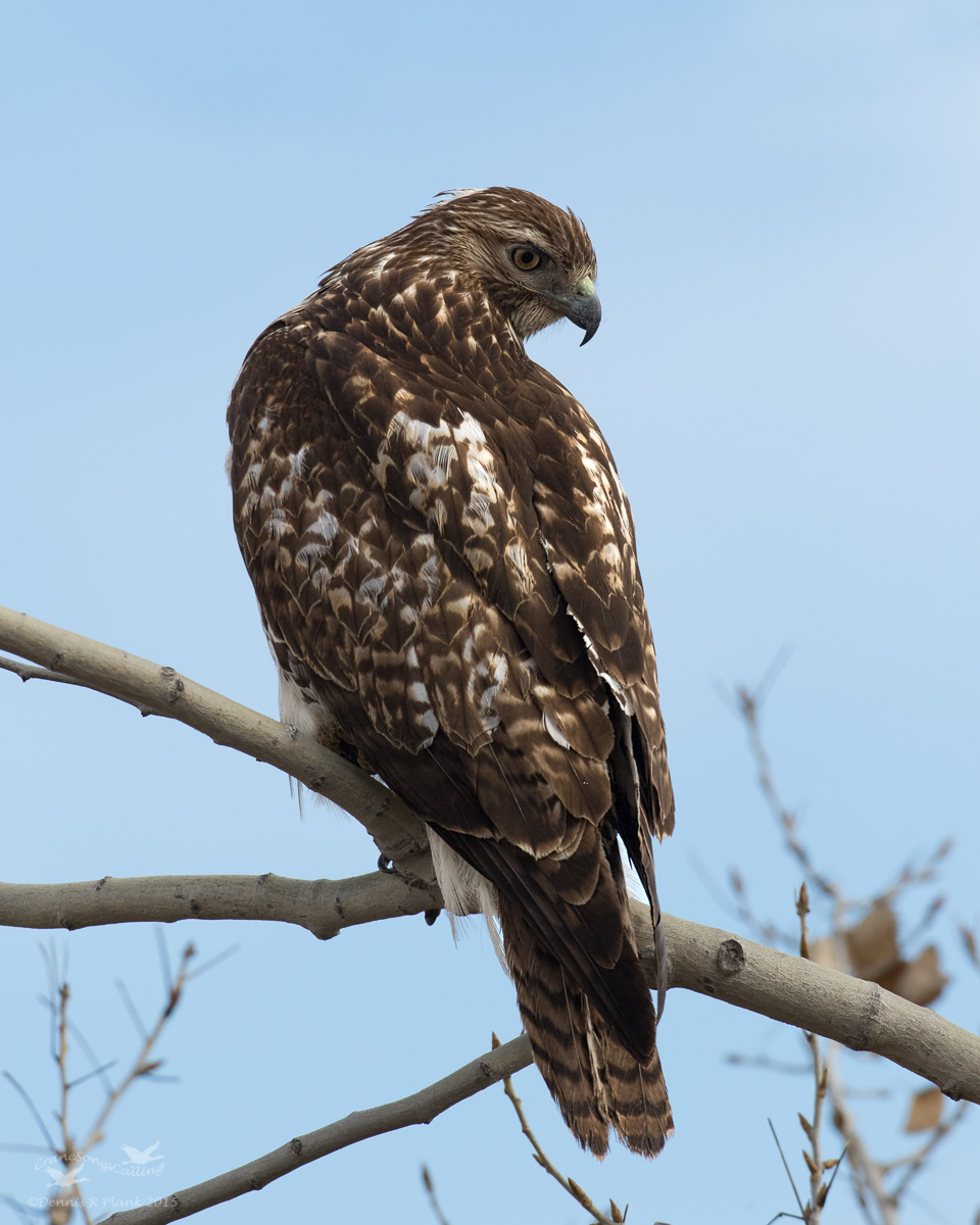 Red-tailed Hawk
