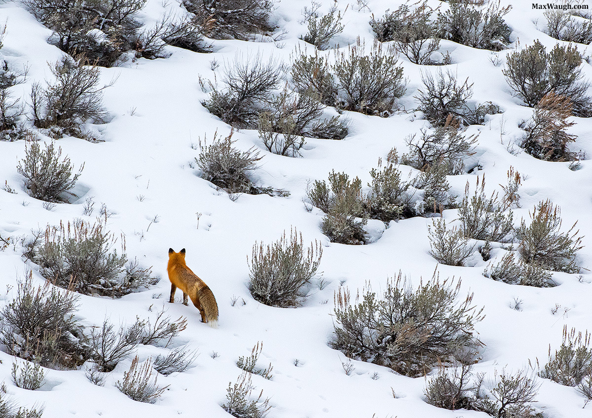Fox in the Sage