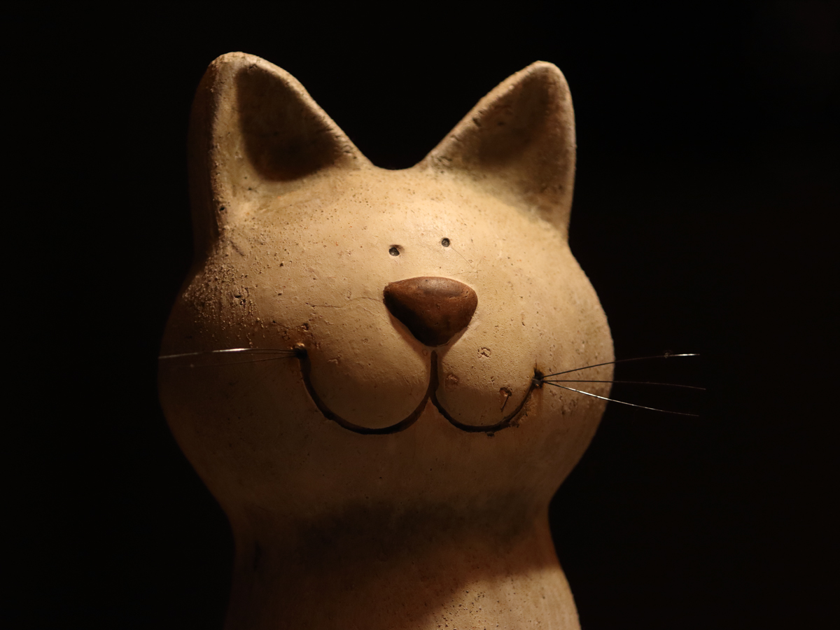 Wild Cat