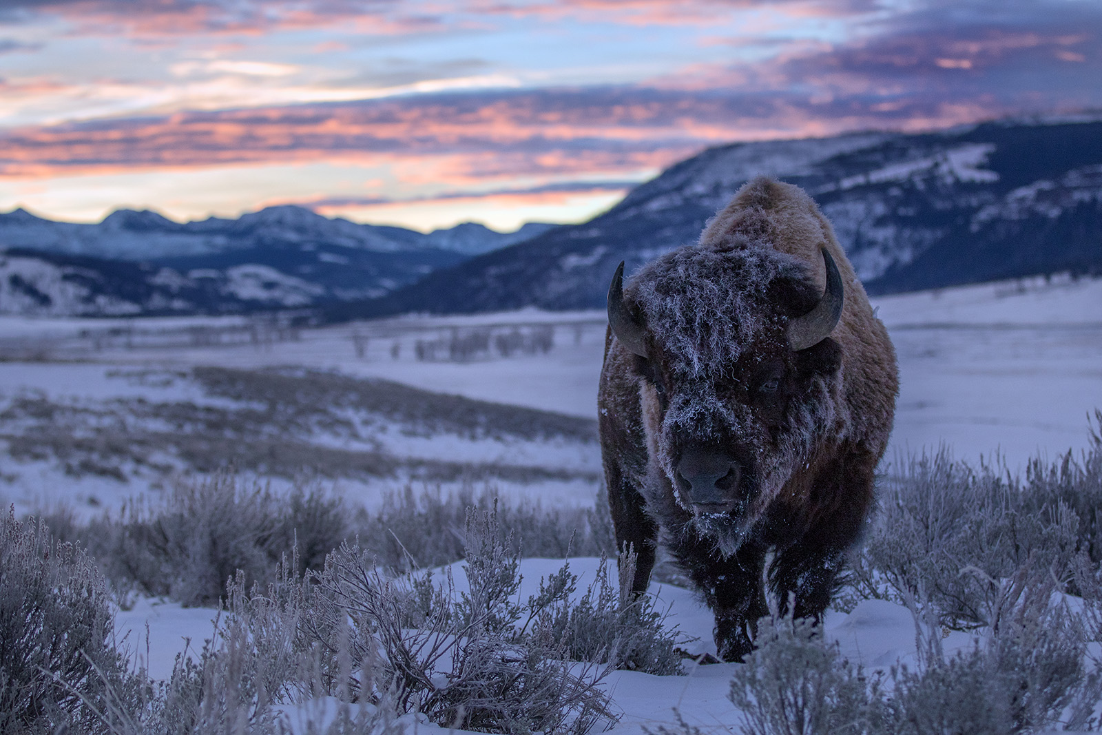 Frozen Dawn