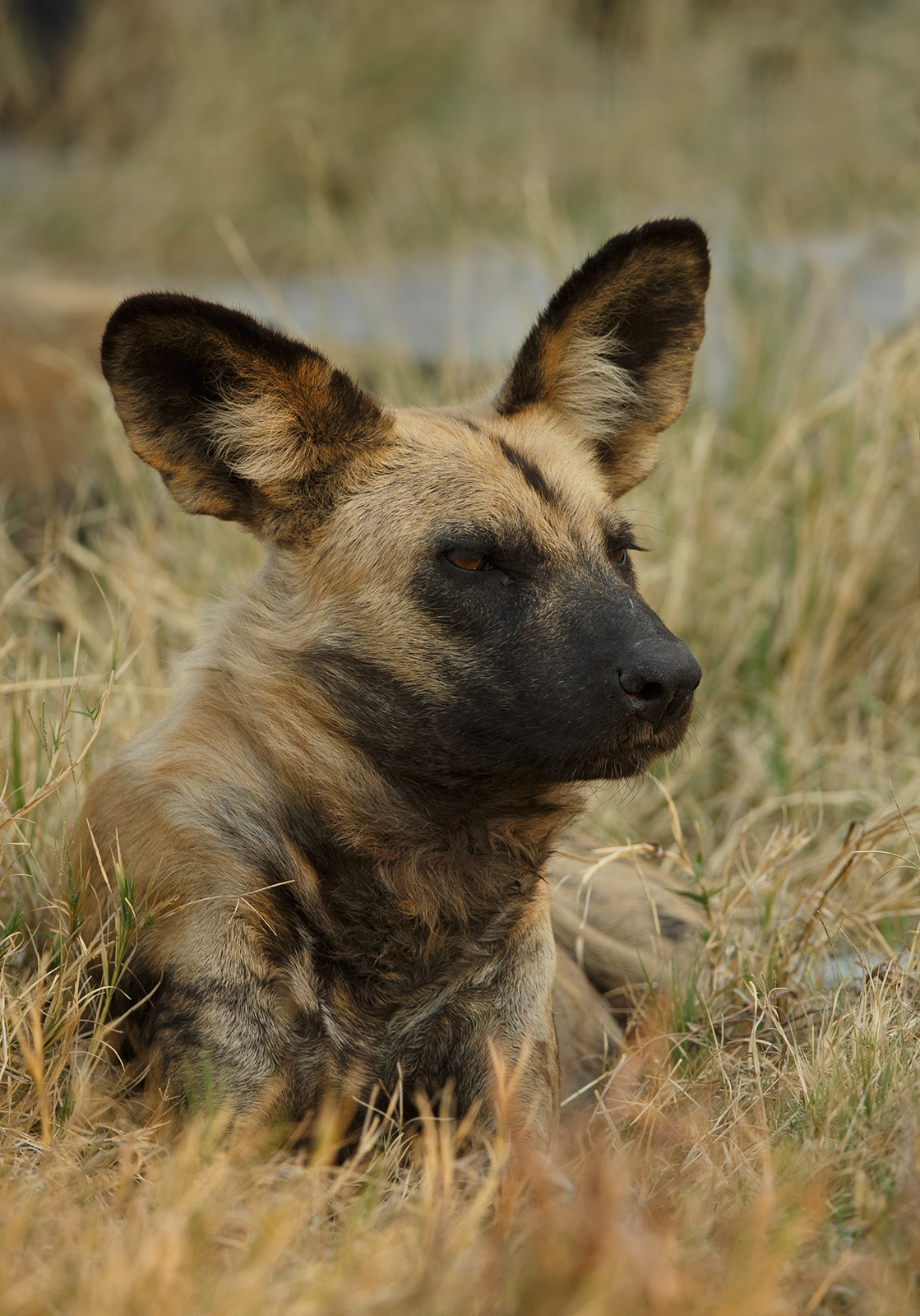 Wild Dog