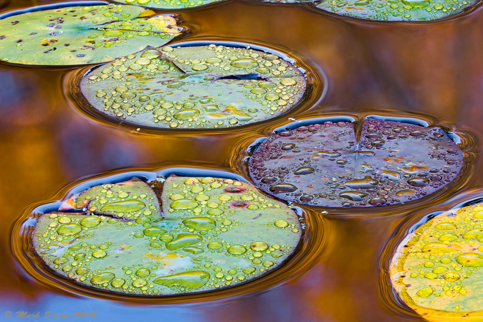 Gilded Lily Pads
