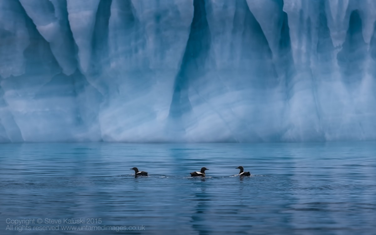 Guillemots, A bit 'Arty'