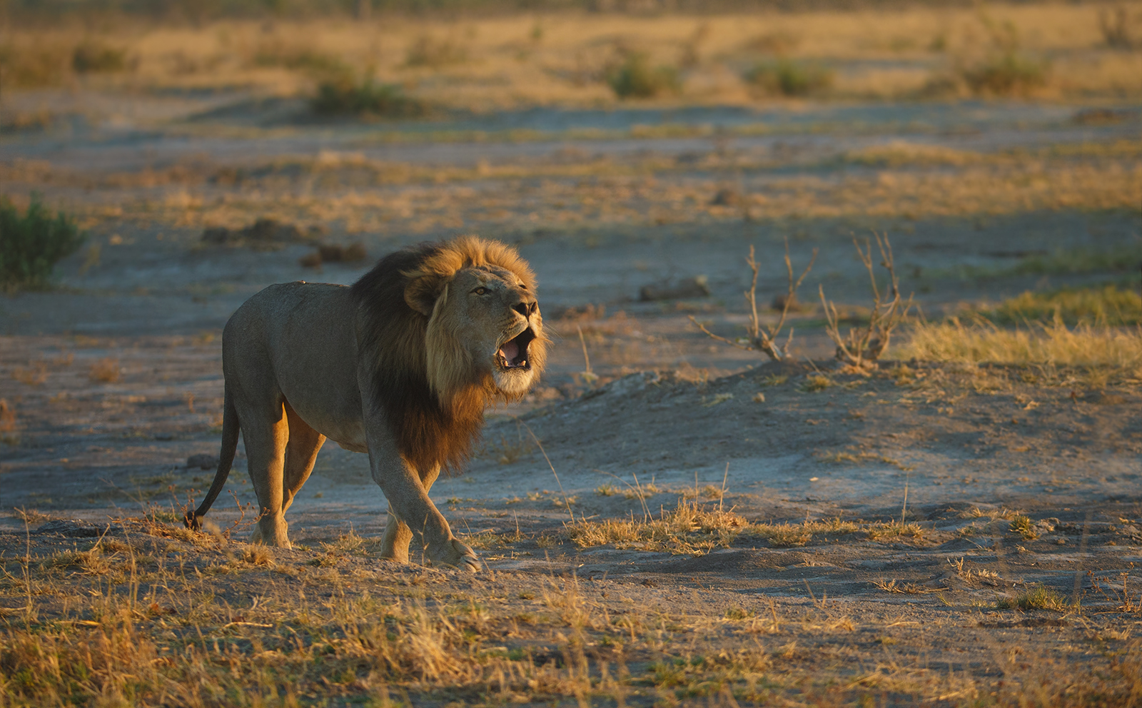 Time for a Lion?