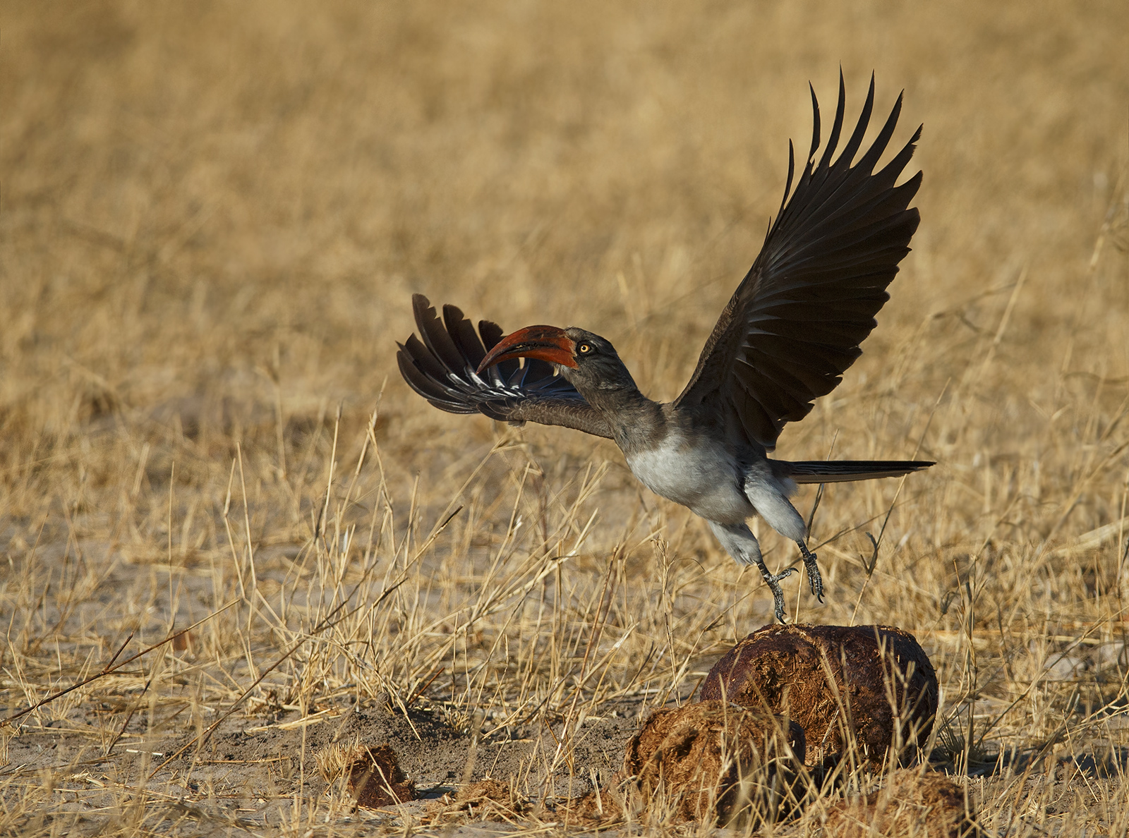 Bradfield's Hornbill