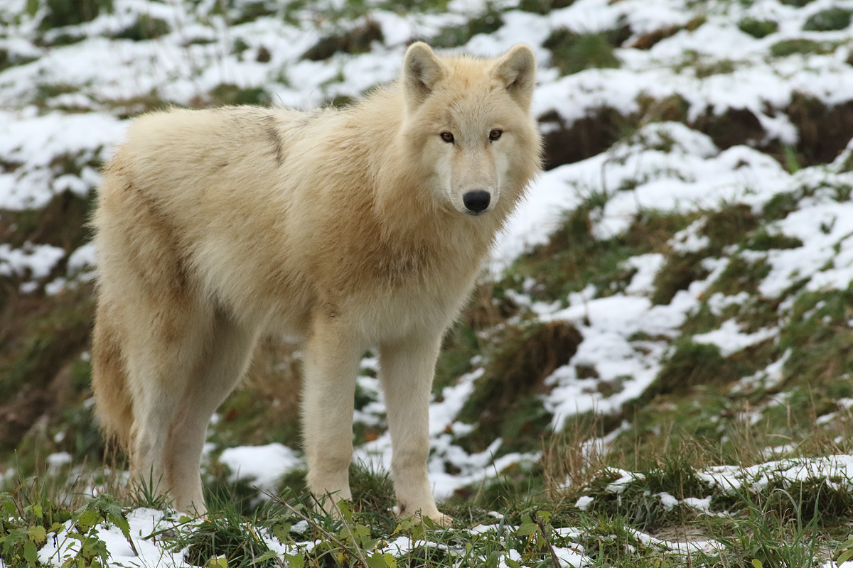 Artic Wolf  + REPOST ( c )