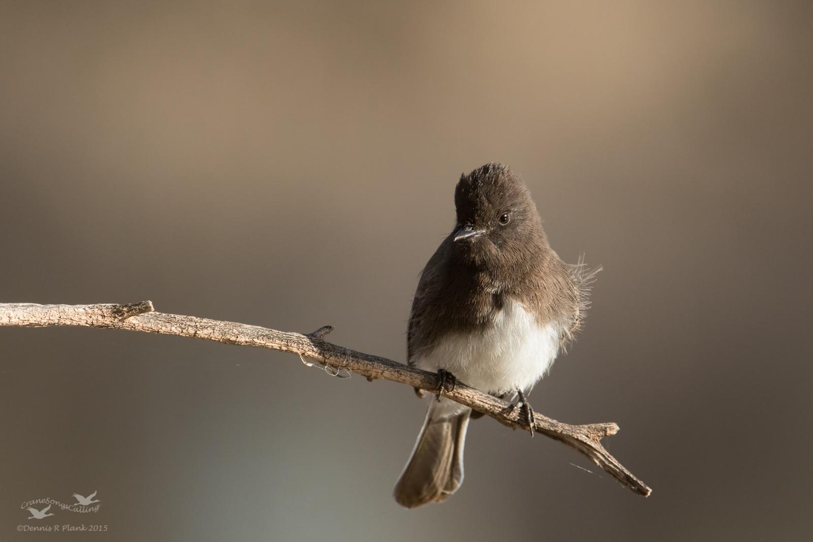 Black Phoebe