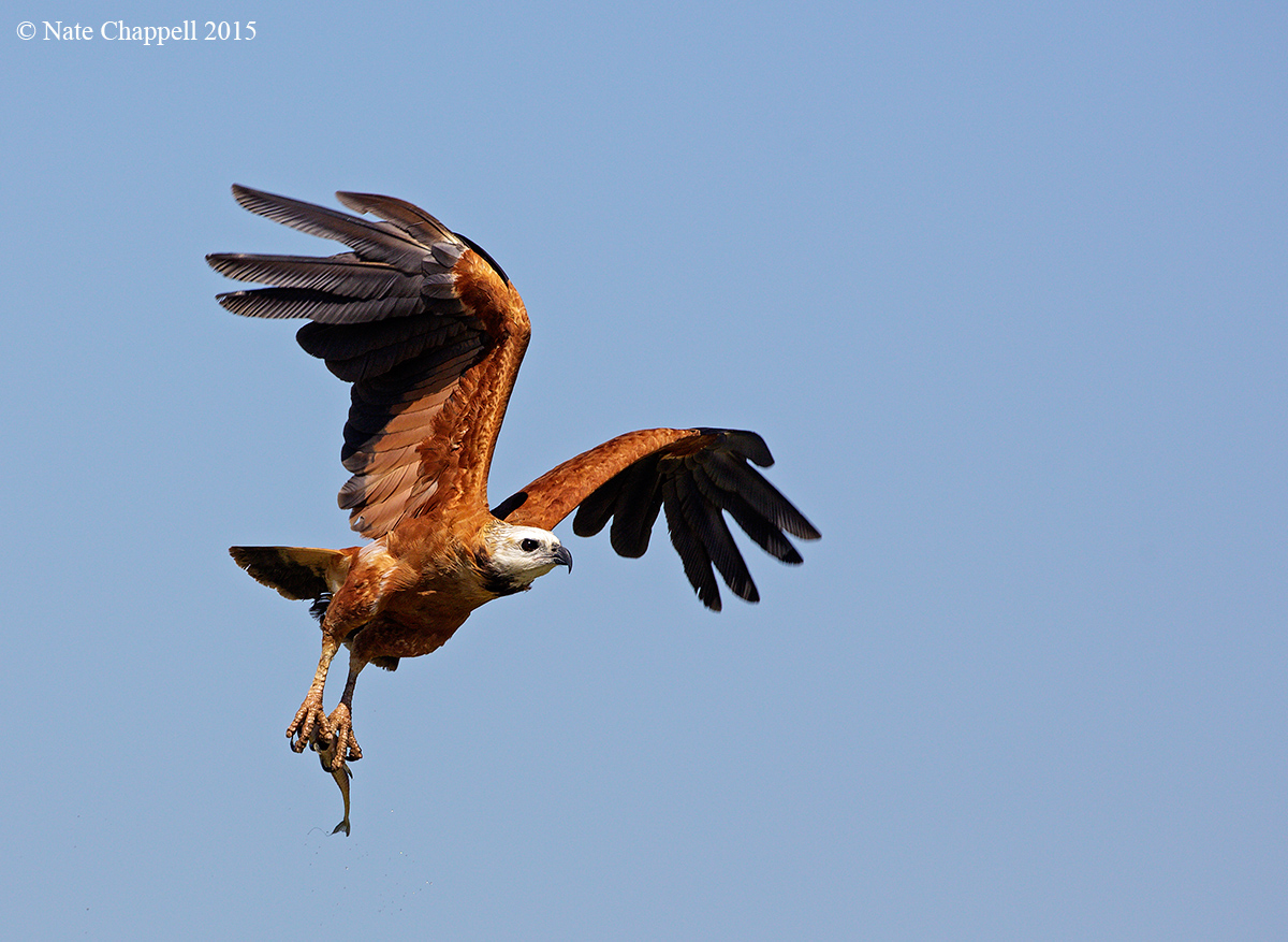 Black-collared Hawk