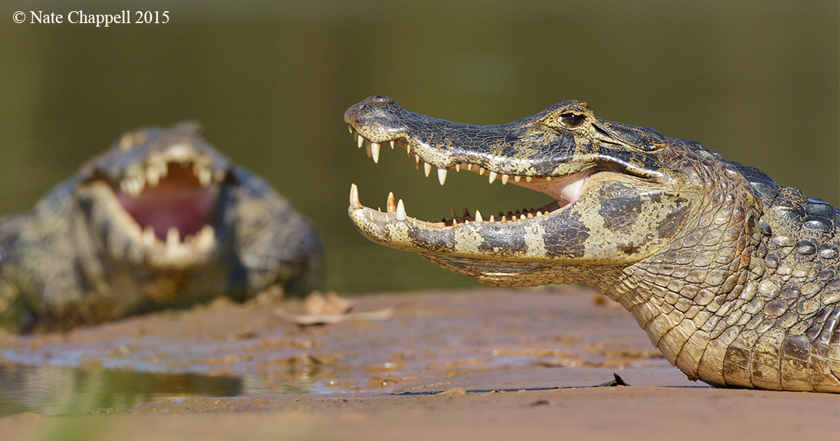 Jacare Caiman