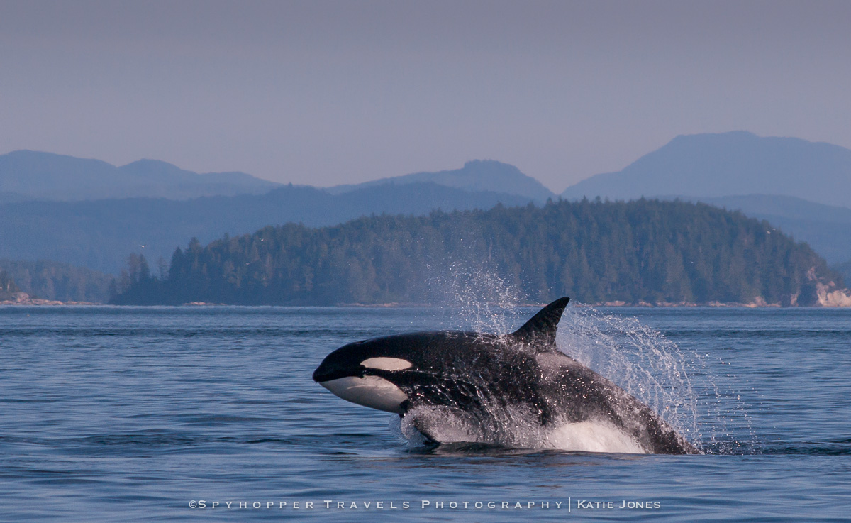 Orca Lunge