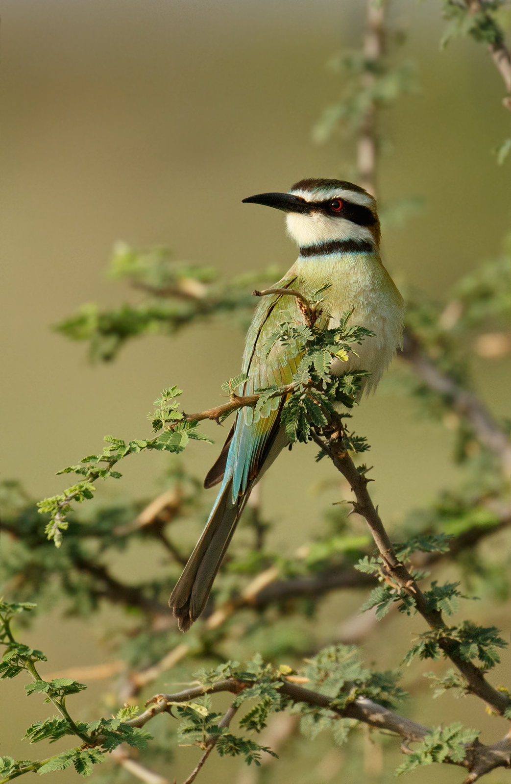 White Throated Beeater