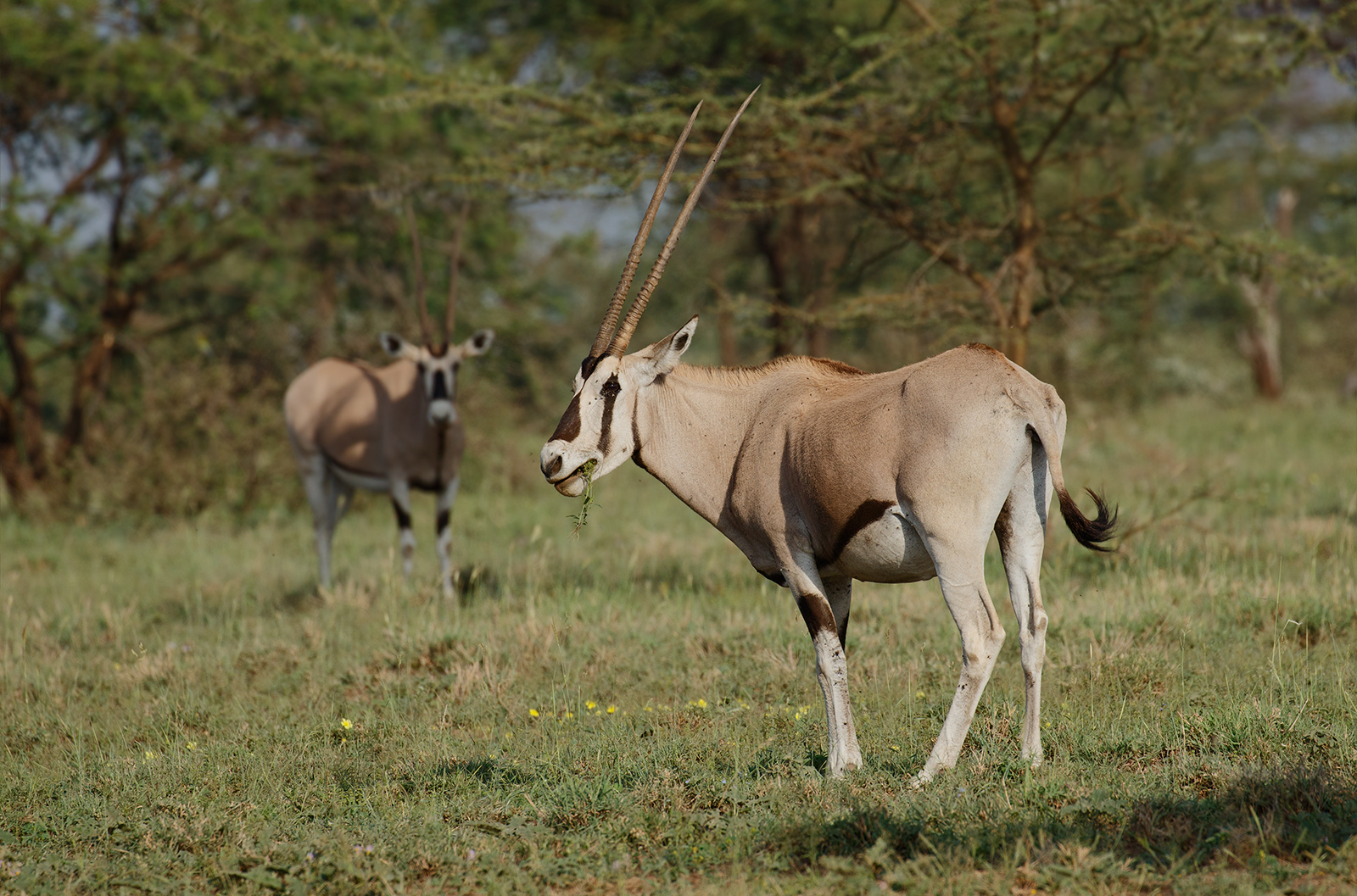 Beisa Oryx