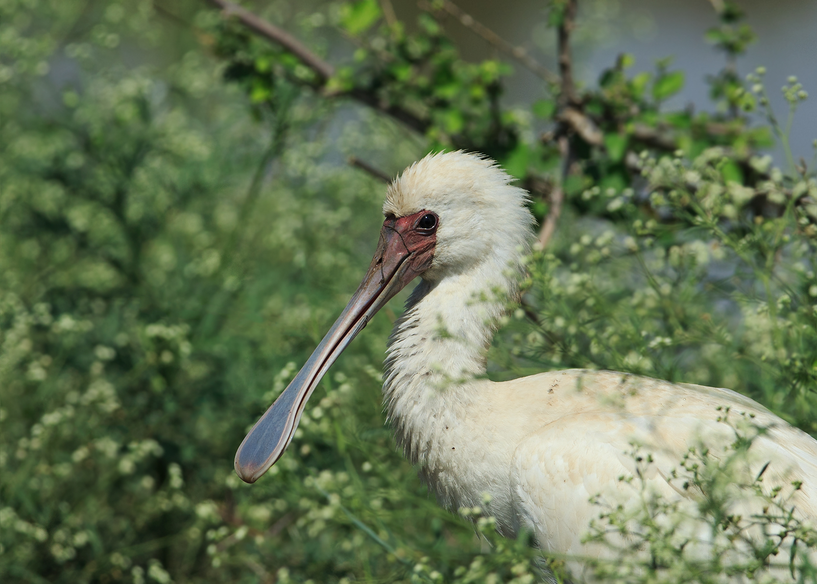 Spoonbill