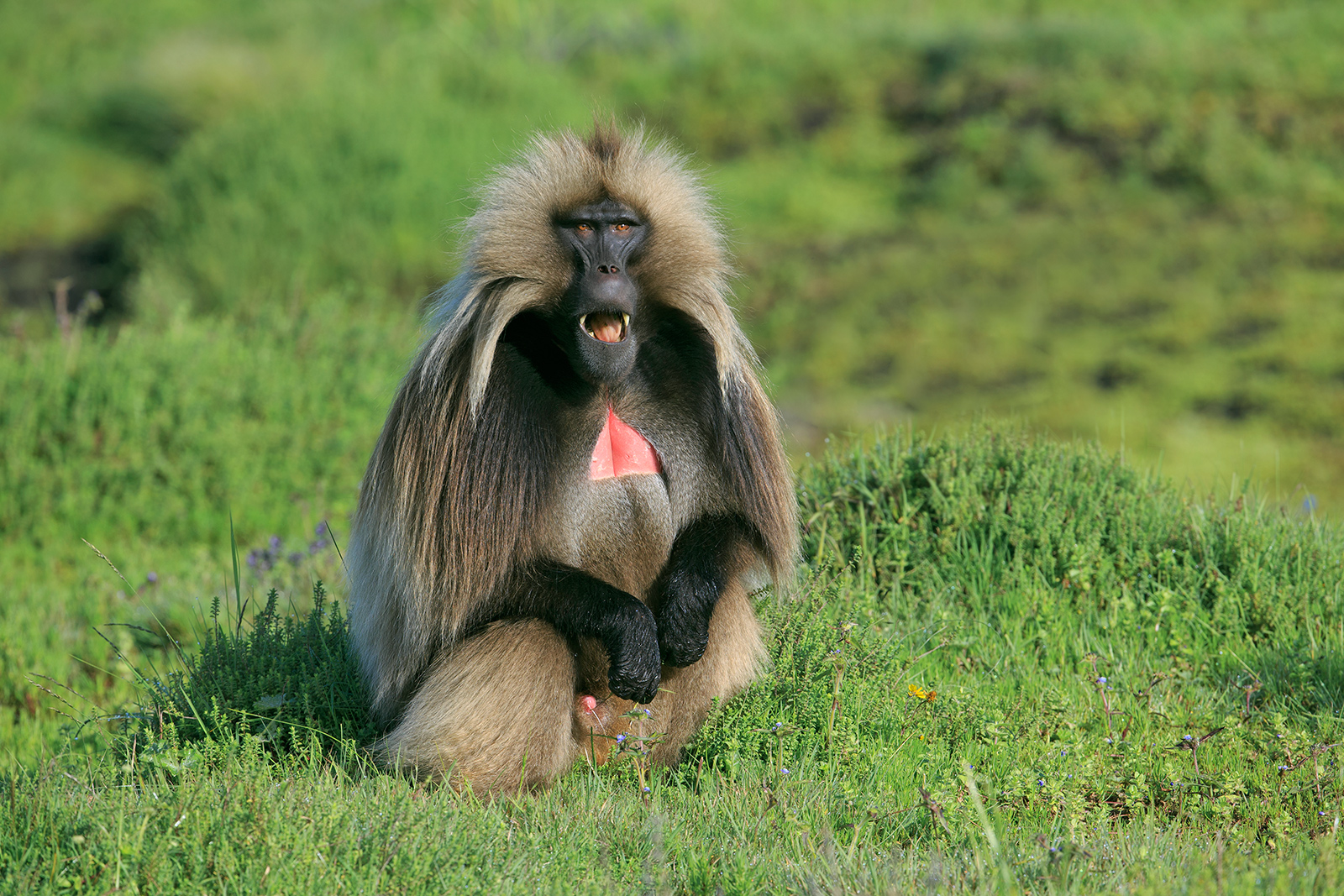 Gelada Baboon