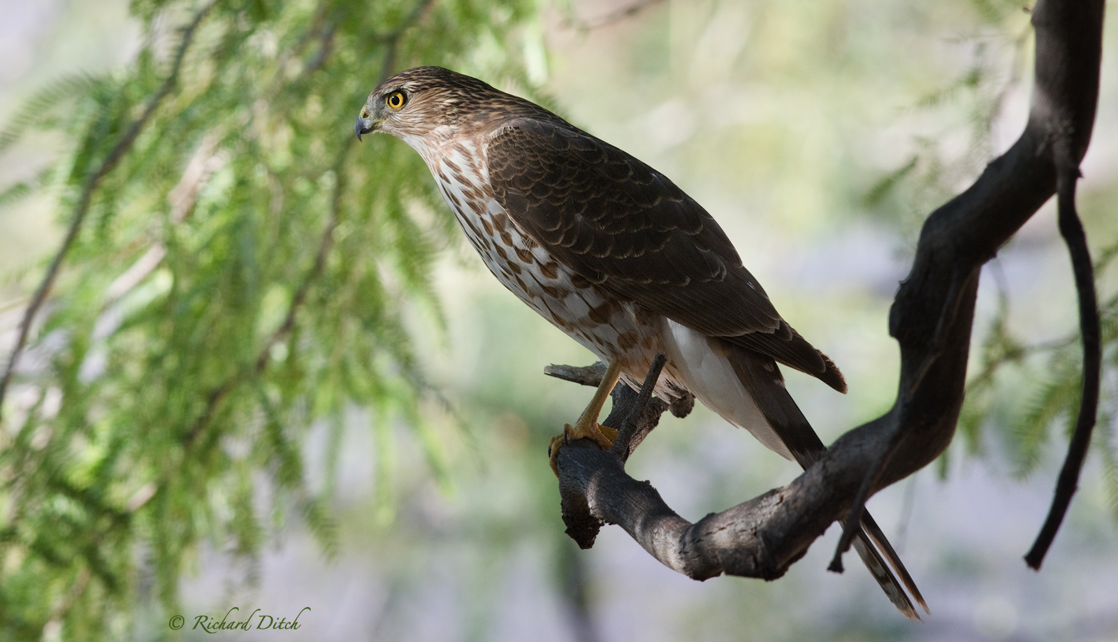 Cooper’s Hawk