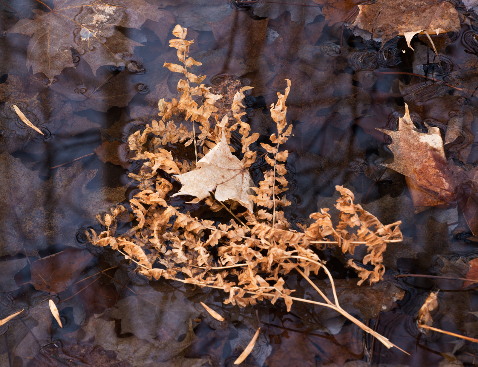 Fern & Leaf