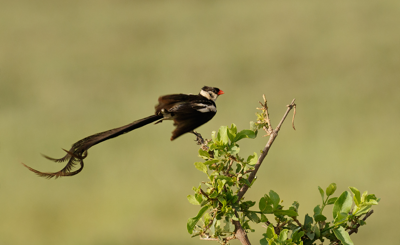 Pin Tailed Whydah