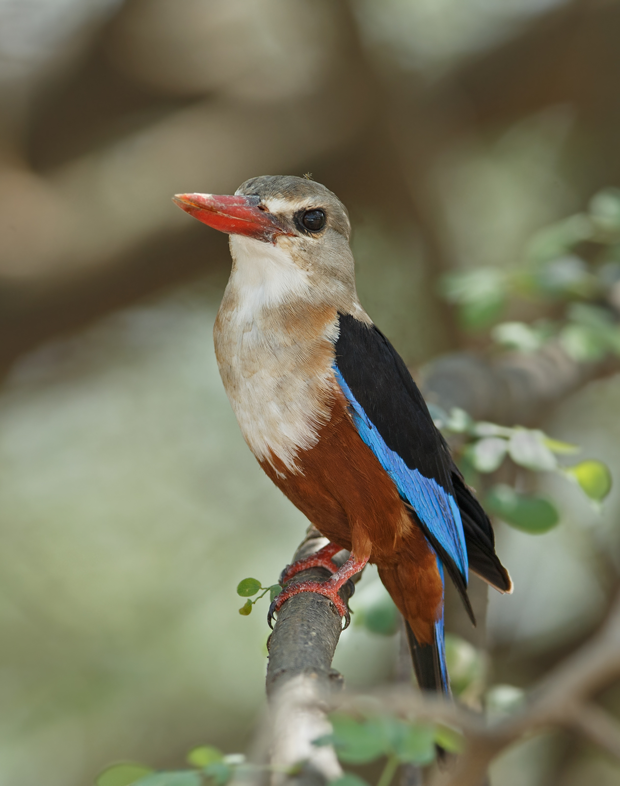 Grey Headed Kingfisher