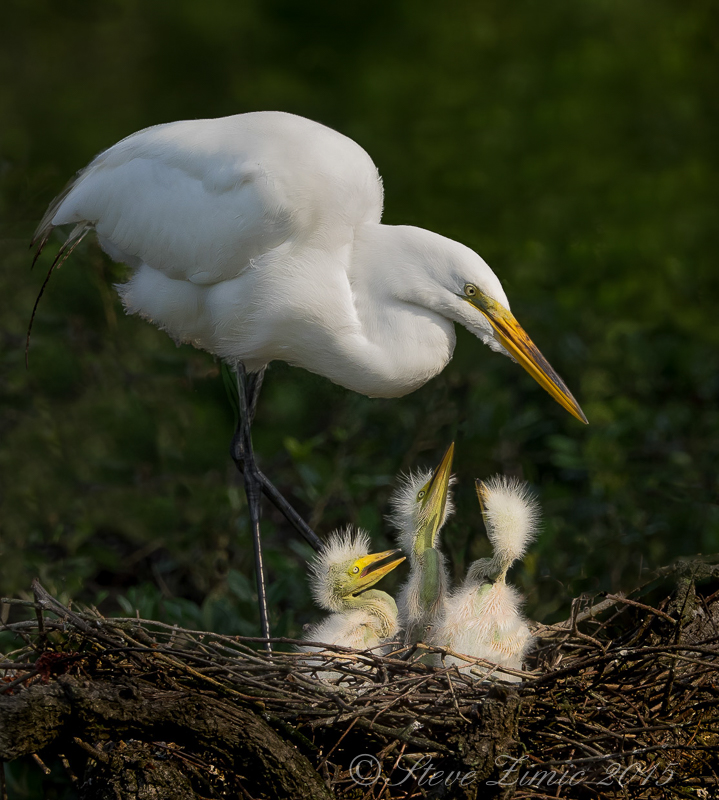 Egret with chicks