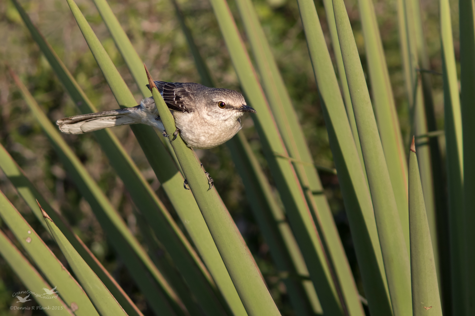 Northern Mockingbird II
