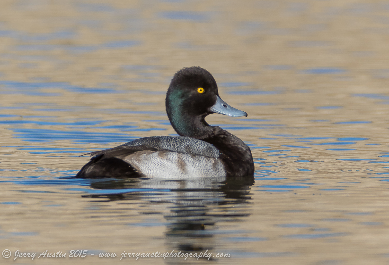 Texas Lesser Scaup