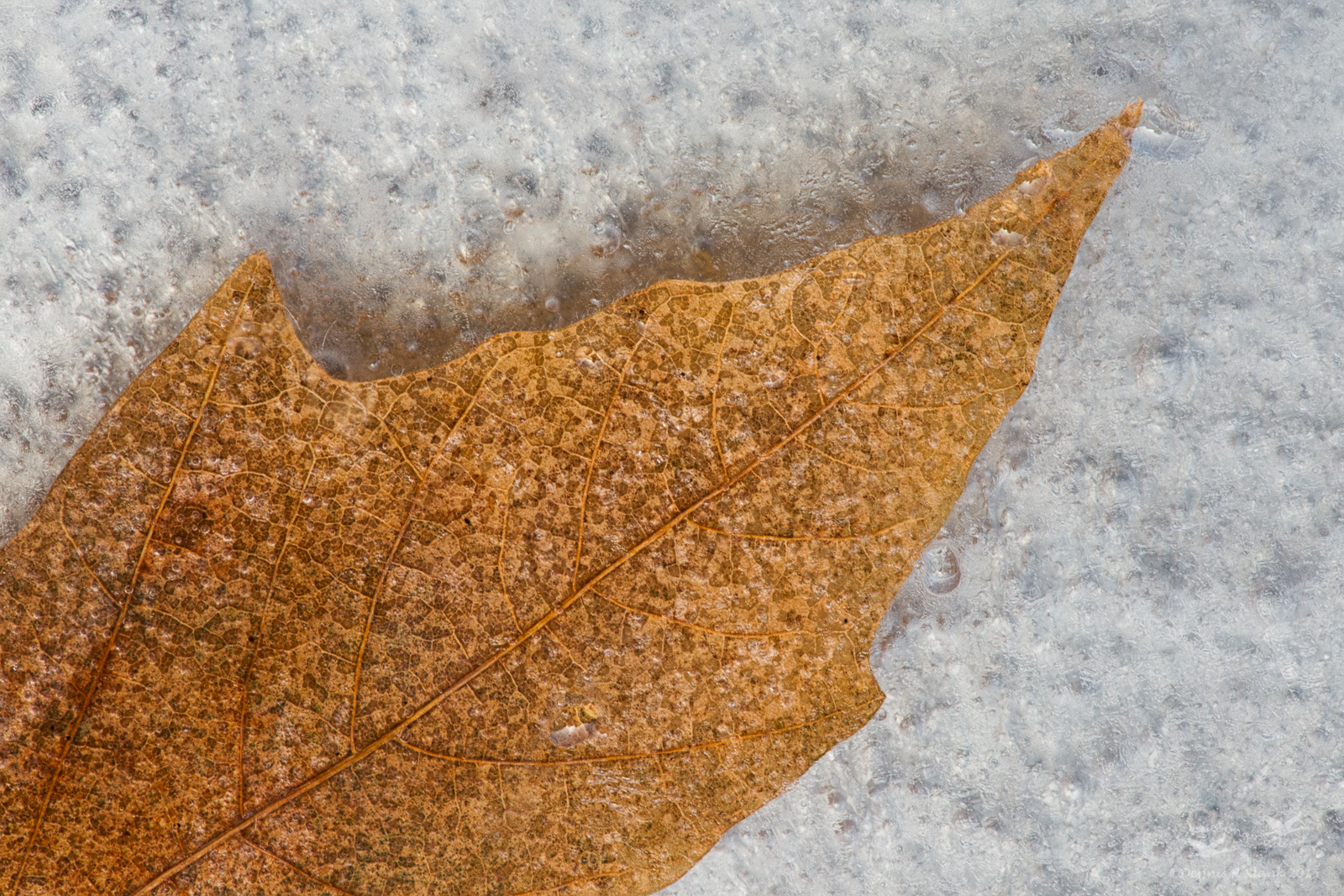 Big Leaf Maple Abstract