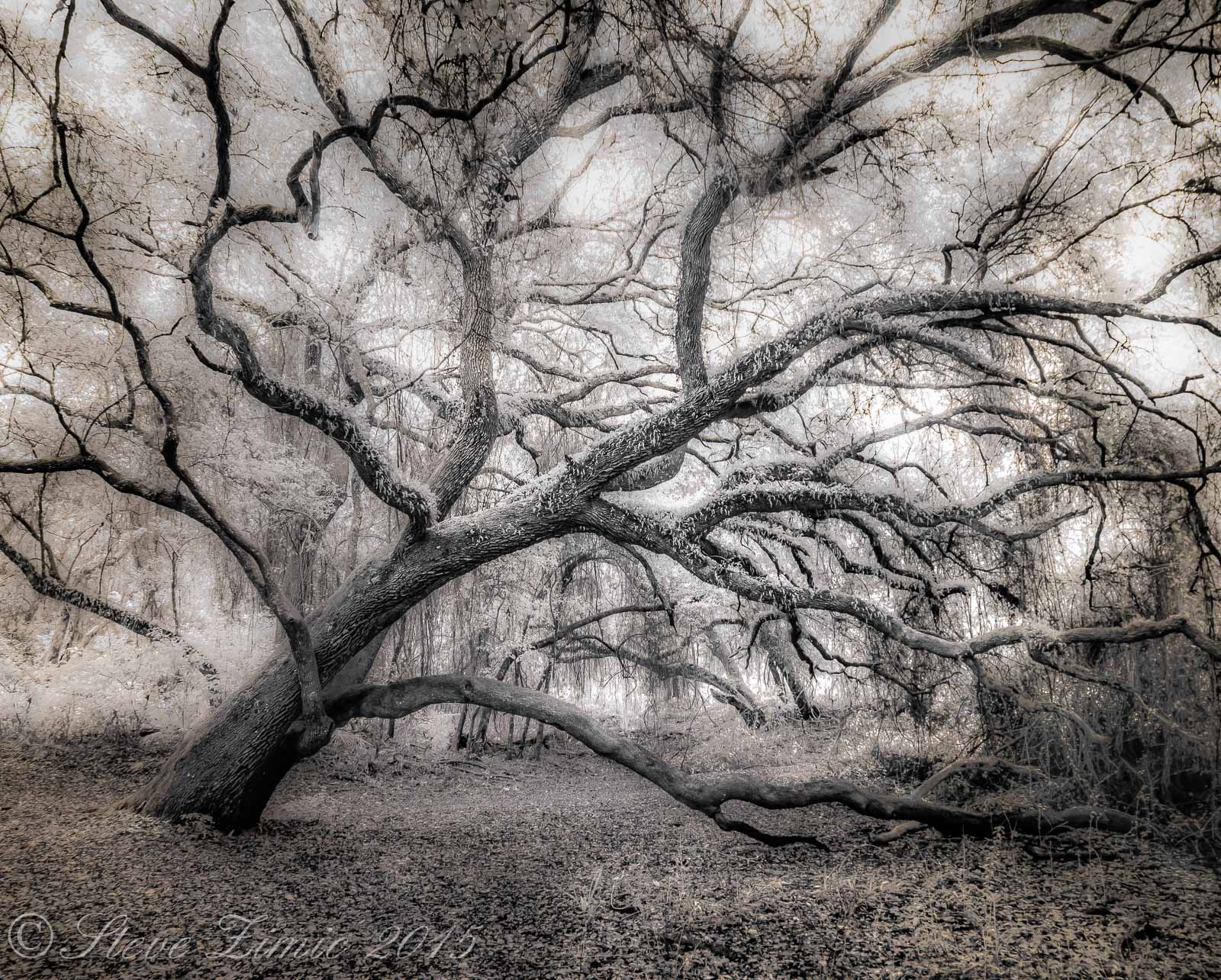 Live Oak