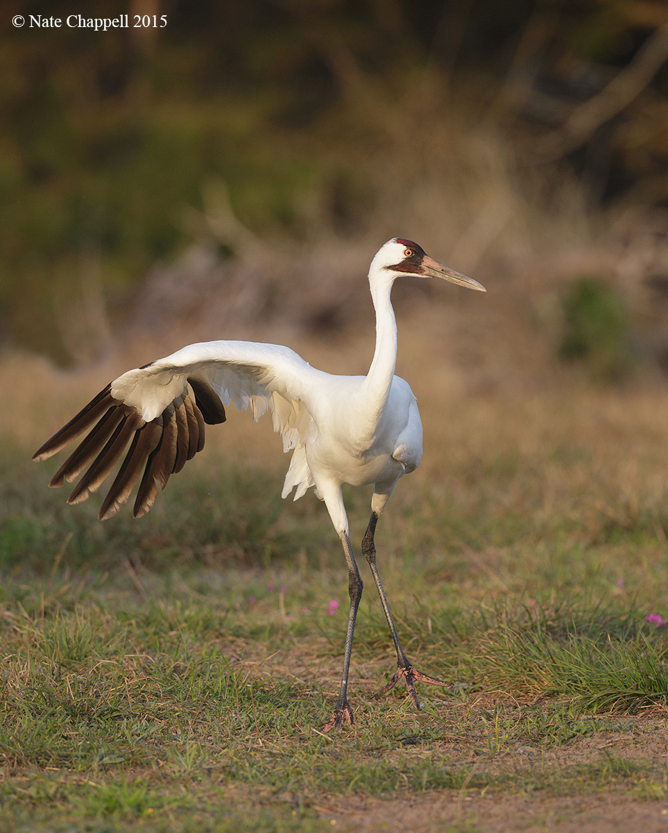 Whooping Crane