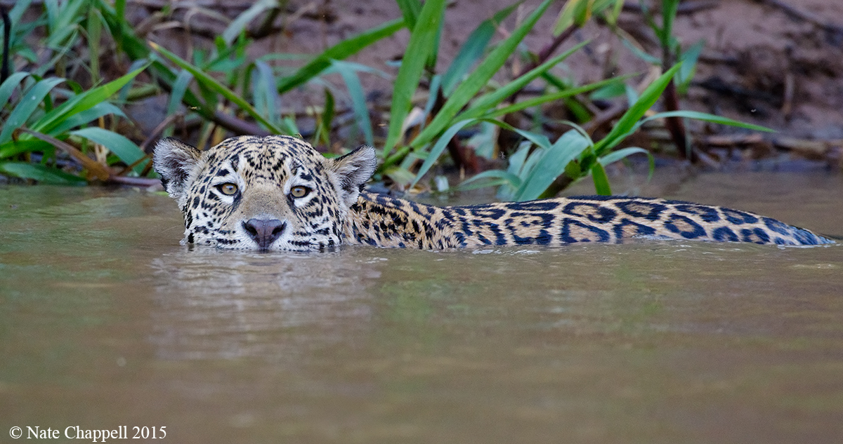Swimming Jaguar