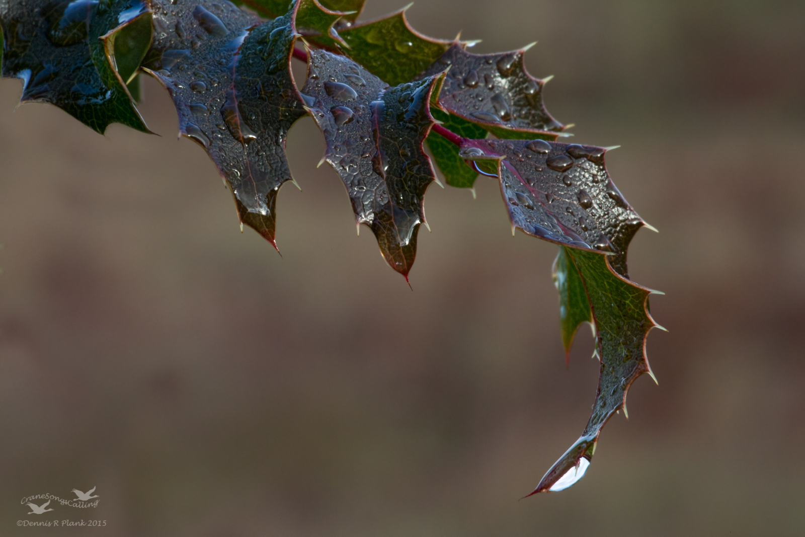 Oregon Grape & repost