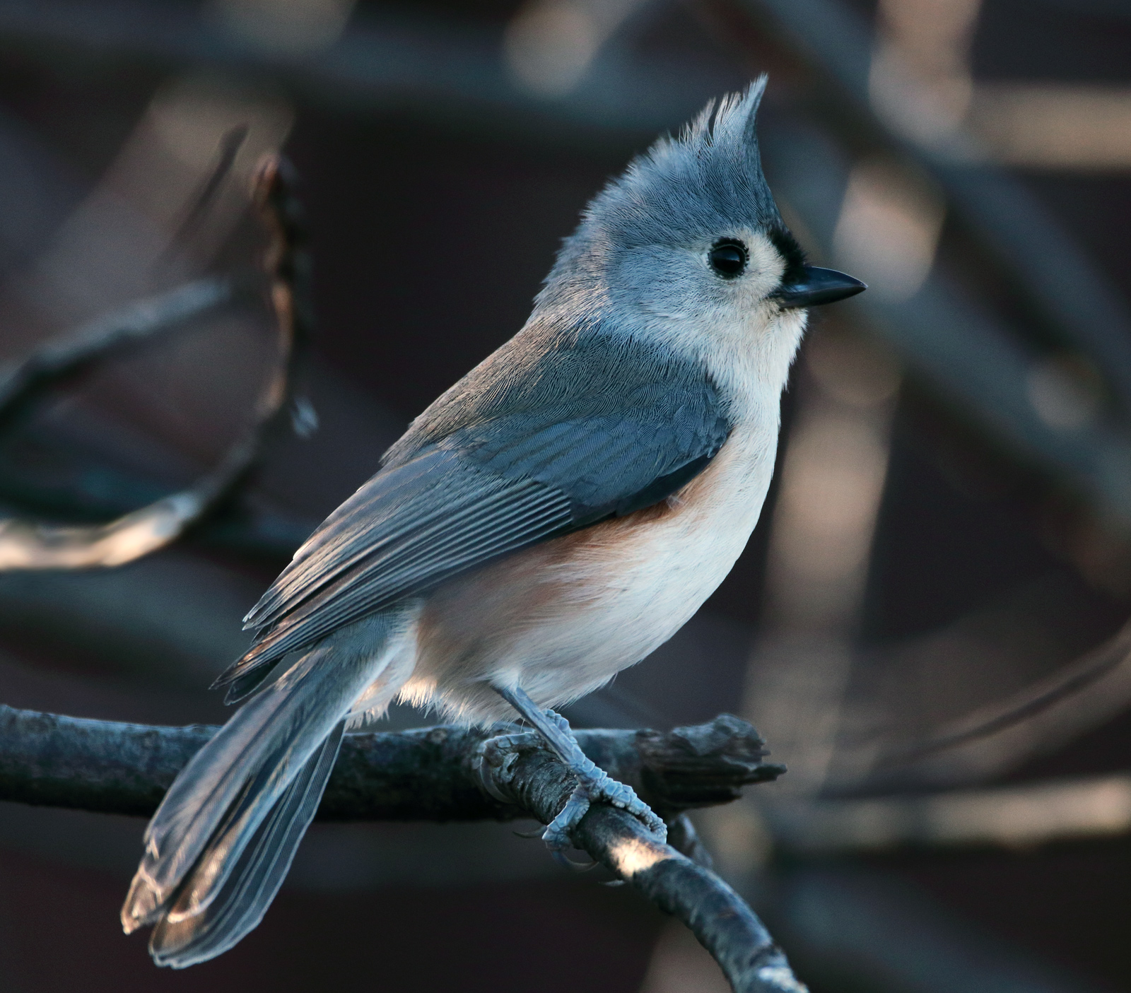 Tufted titmouse