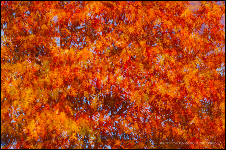 Autumn Leaves