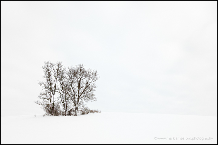 Lonely Trees