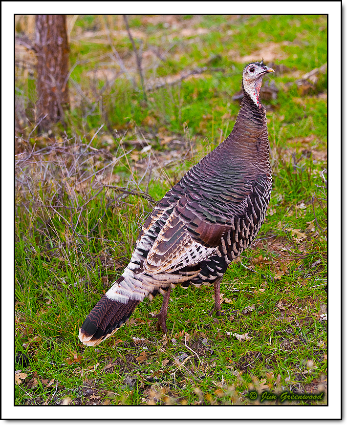 WC #714 - Wild Turkey