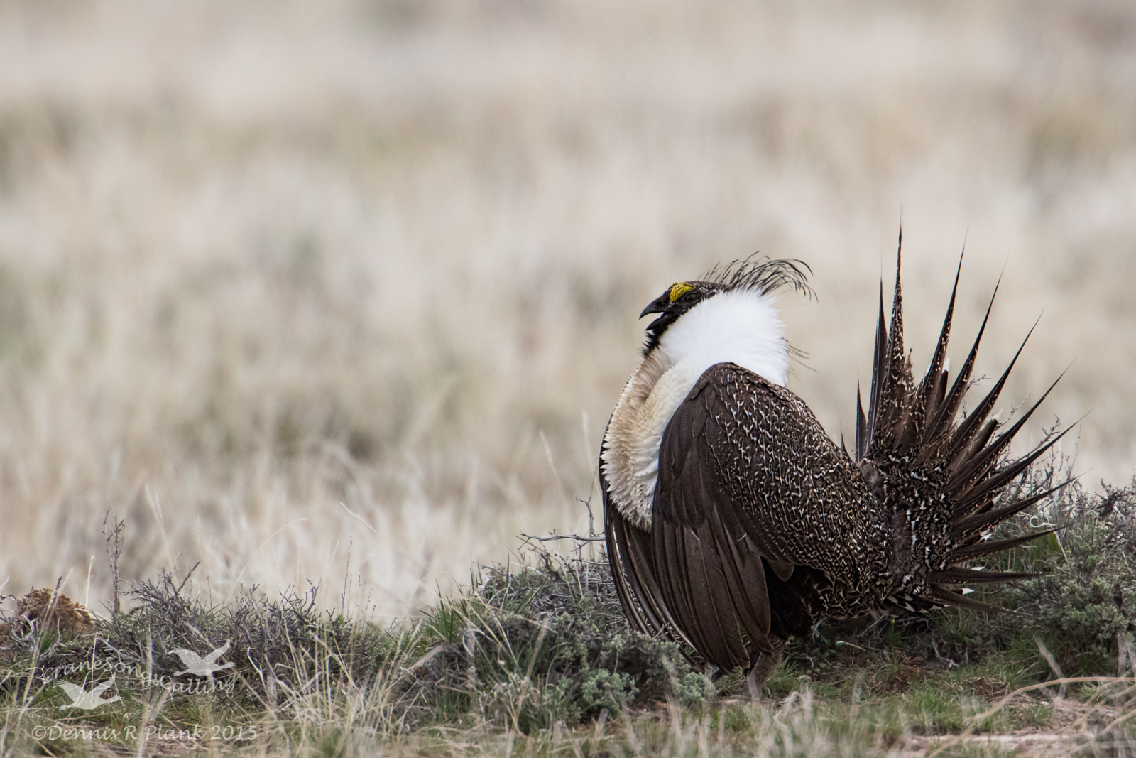 Sage Grouse