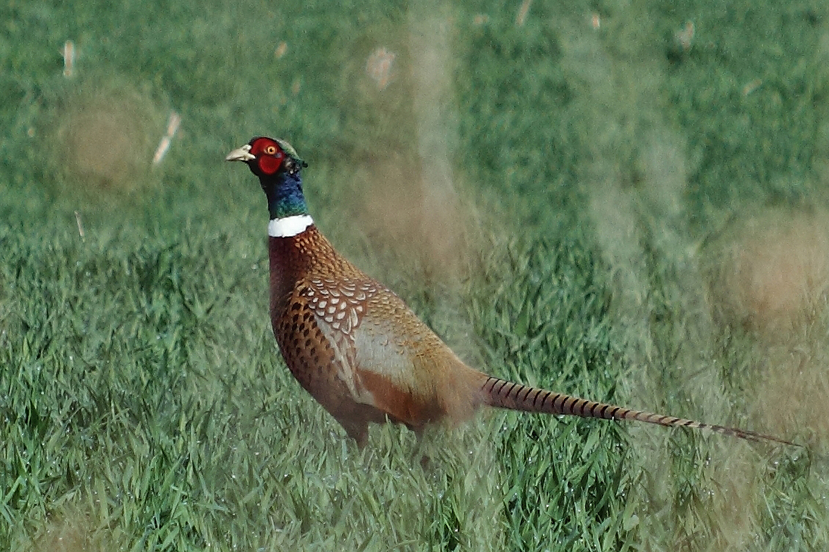 Ringneck pheasant WC714