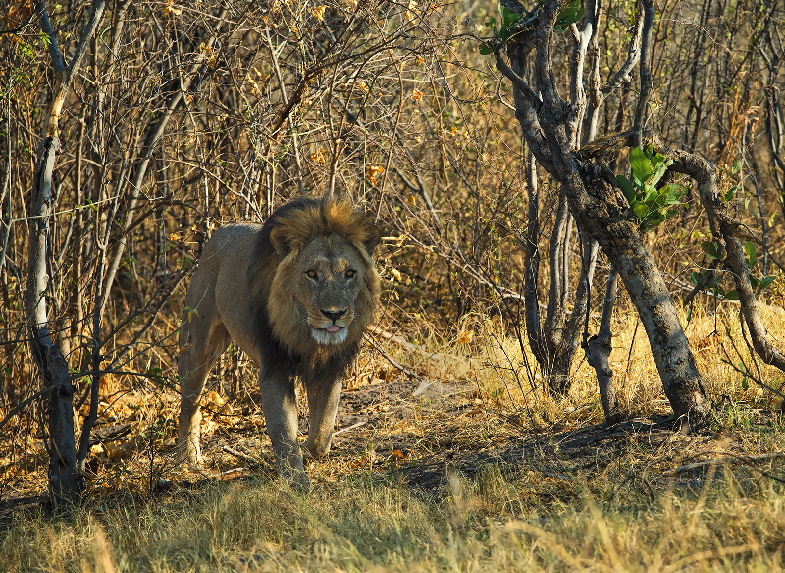 King of The Jungle
