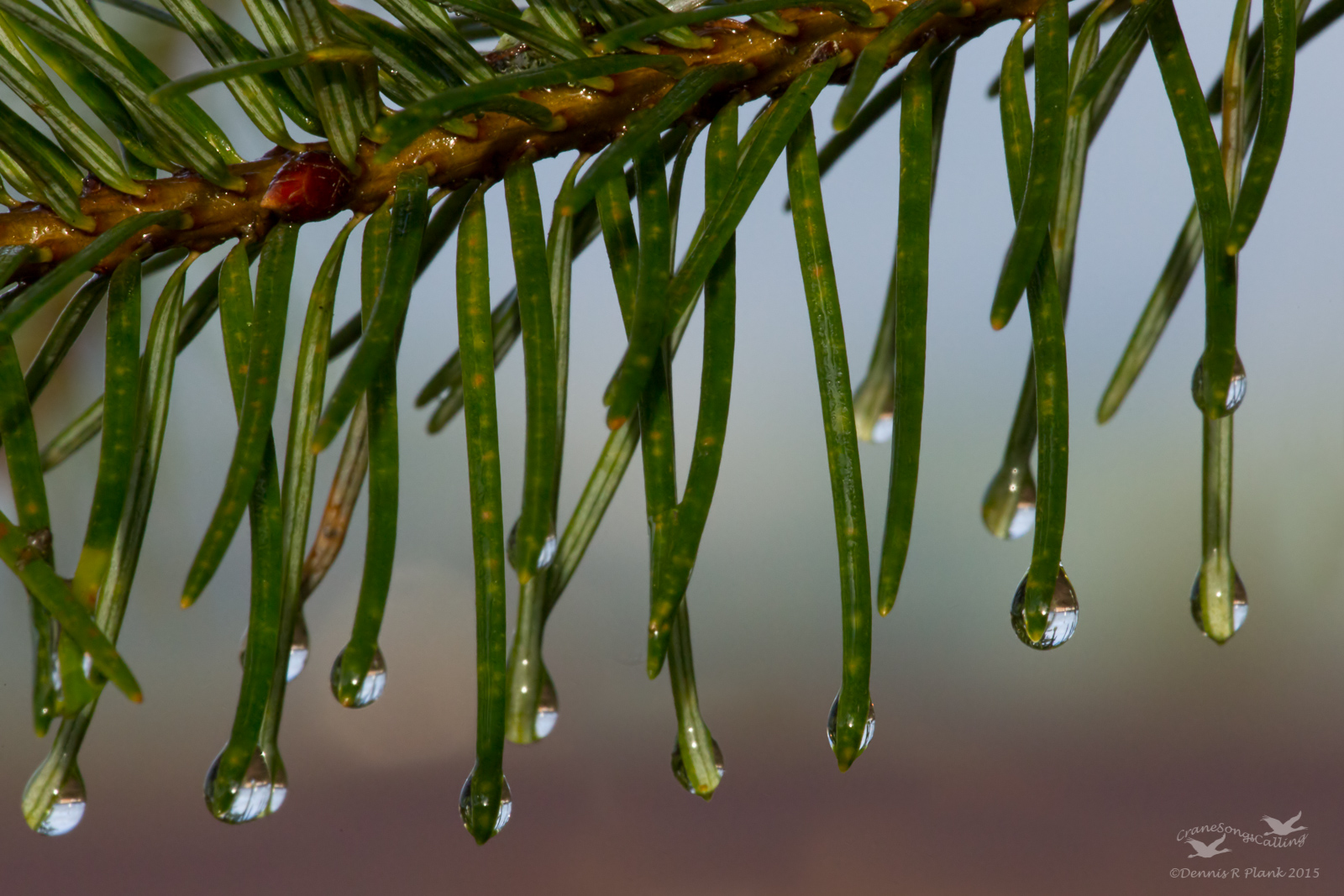 Douglas Fir