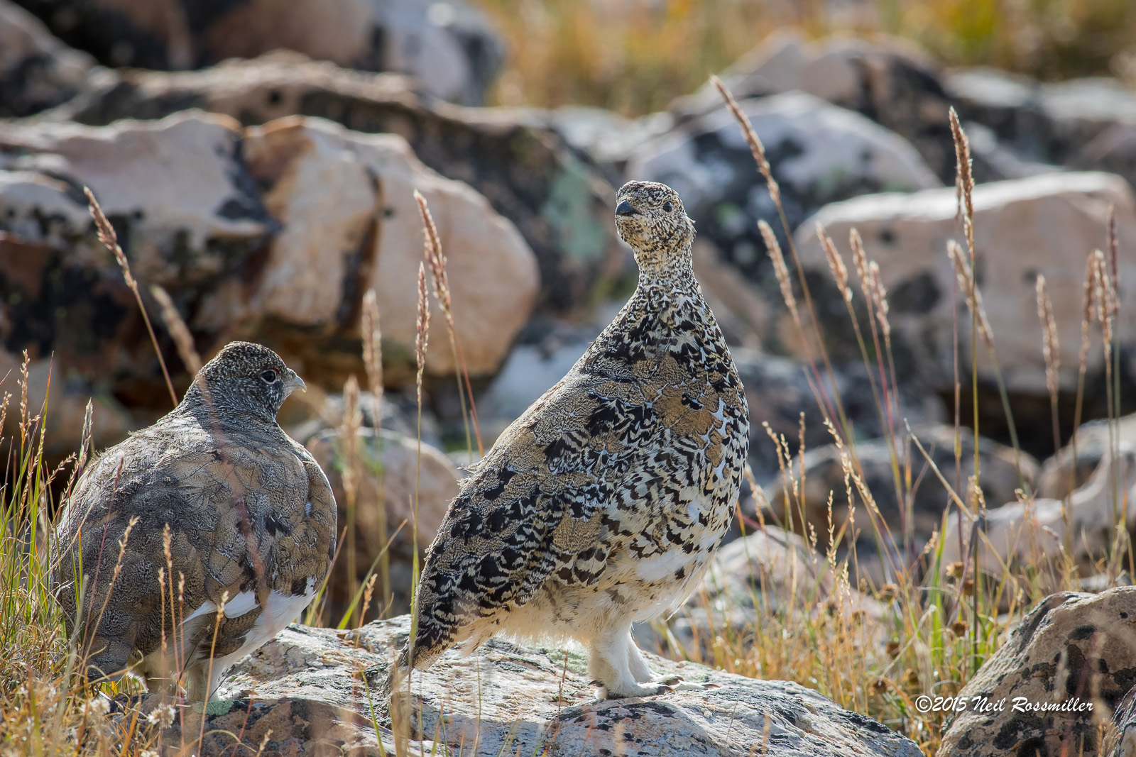 White-tailed Ptarmigan