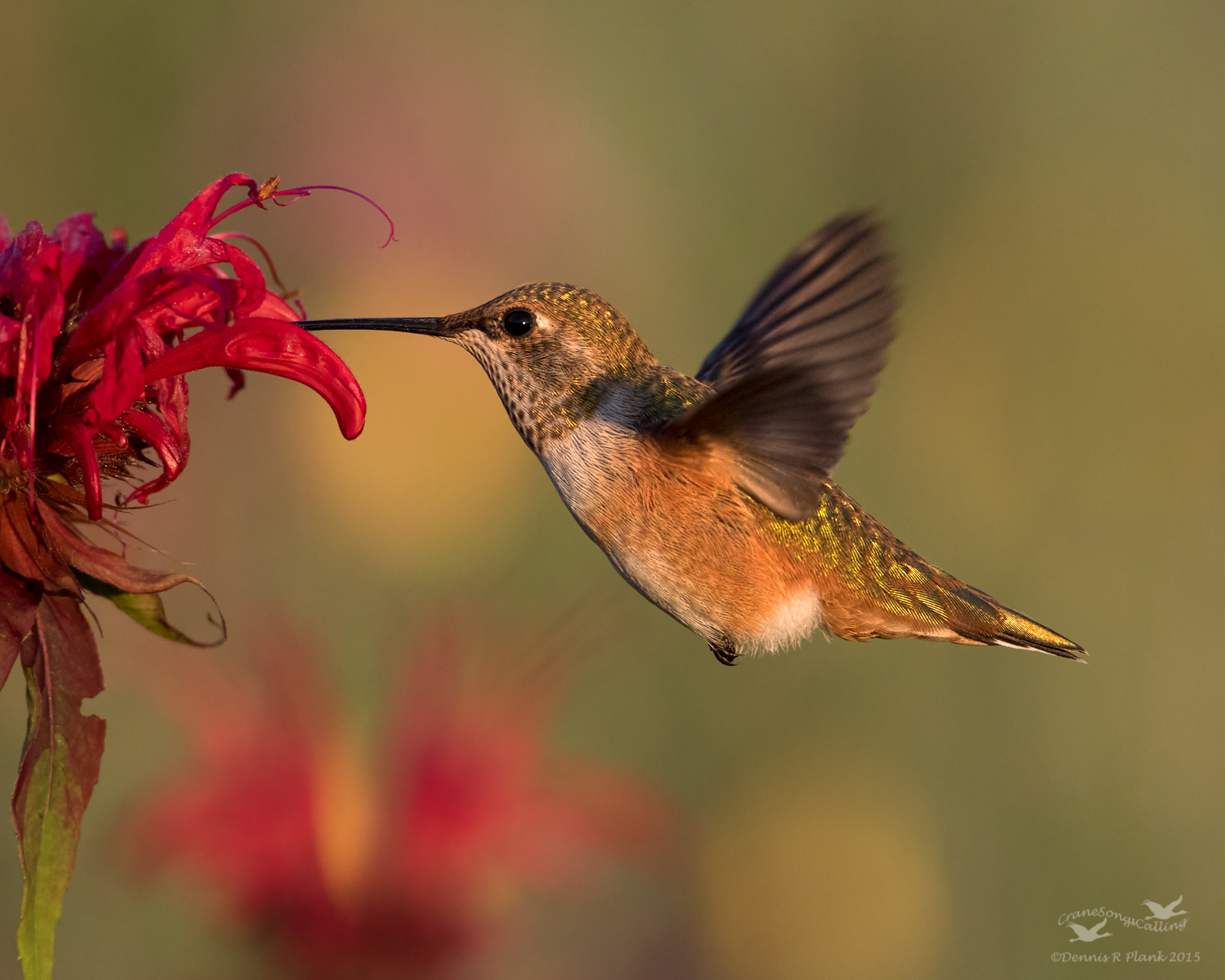 July Hummingbird