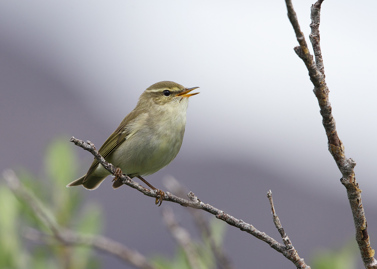 Arctic Warbler