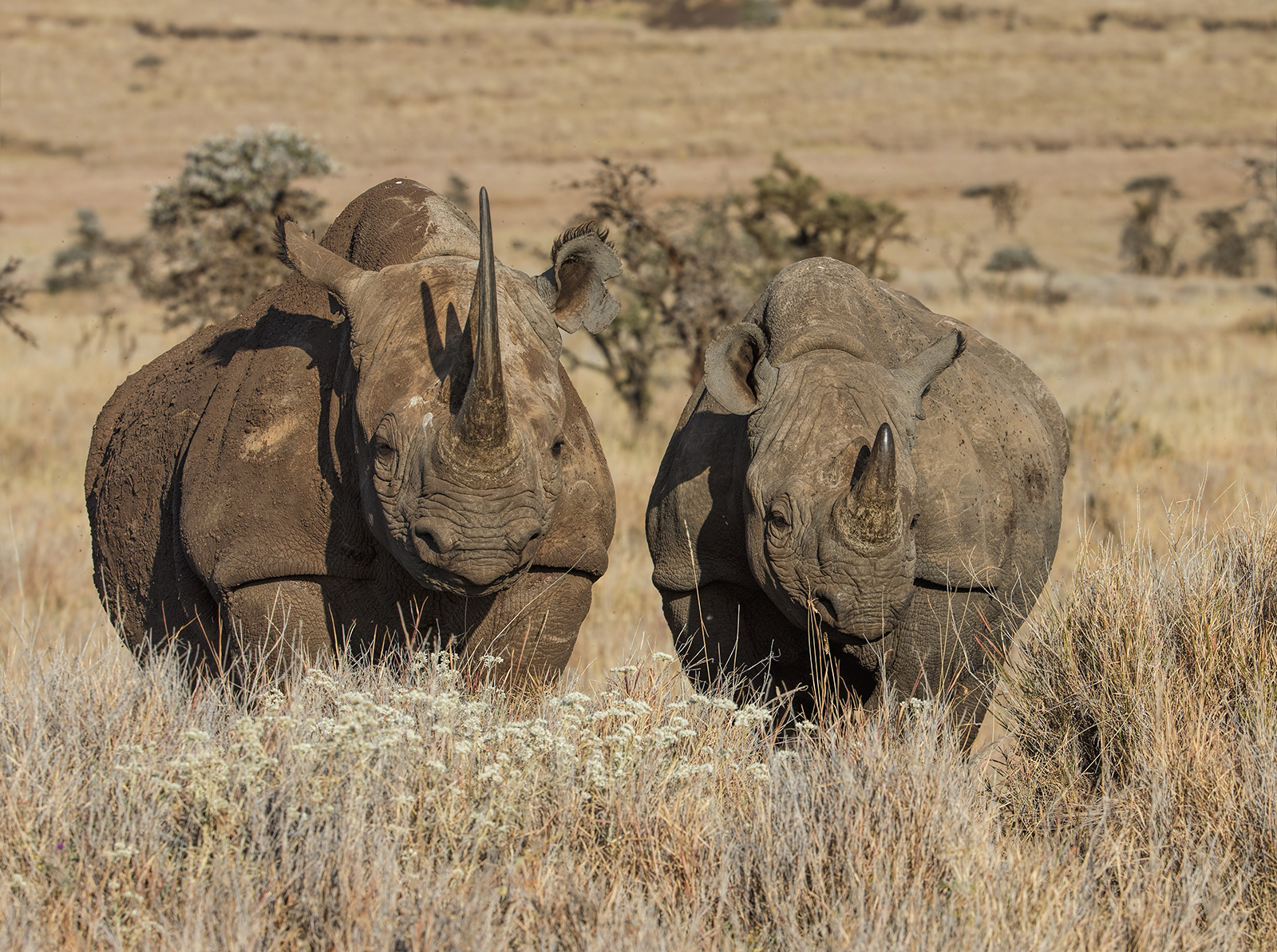 Black Rhinos