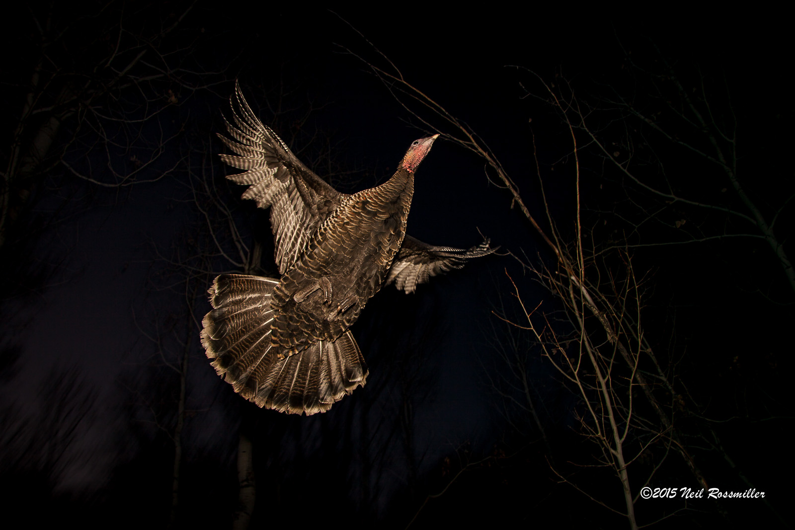 Wild Turkey (Rio Grande)